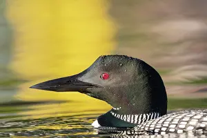 Loon: Common Loon (Gavia immer), on a lake, Michigan