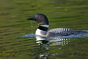 Loon: Common Loon (Gavia immer) on lake near Kamloops