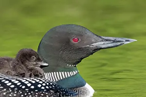 Held: Common Loon (Gavia immer), on a lake, parent with