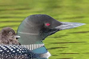 Held: Common Loon (Gavia immer), on a lake, parent with