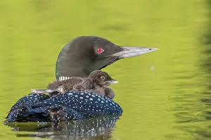 Held: Common Loon (Gavia immer), on a lake, parent with