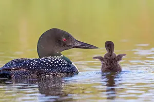 301020: Common Loon (Gavia immer), on a lake, parent with