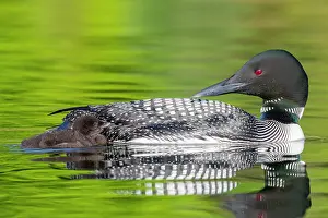 Loon: Common Loon (Gavia immer), on a lake, parent with