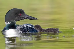 Nourishing: Common Loon (Gavia immer), on a lake, parents with