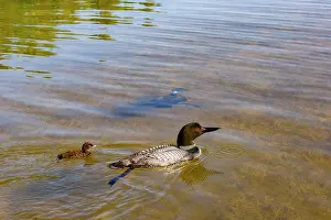 Loon: Common Loon (Gavia immer), on a lake, parents with