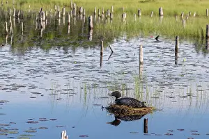 Rive: Common Loon (Gavia immer), at nest on a lake, Michigan