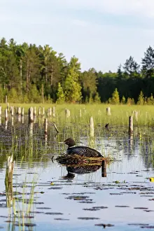 Rive: Common Loon (Gavia immer), at nest on a lake, Michigan