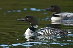 Loon: Common Loon (Gavia immer) pair on lake near
