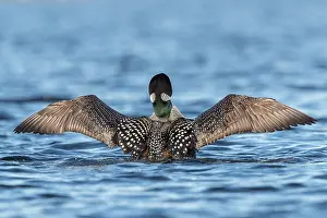 Immer: Common Loon (Gavia immer), wing flapping on a lake