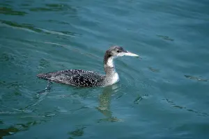 Loons: Common Loon / Great Northern Diver