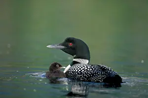 Loons: Common Loon / Great Northern Diver - With few