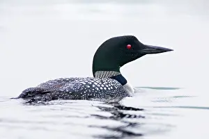 Loons: Common Loon / Great Northern Diver