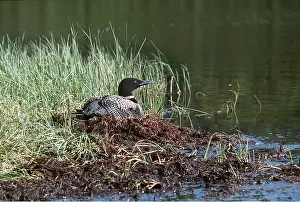 Loon: Common Loon / Great Northern Diver