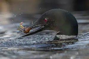 Peche: COMMON LOON OR GREAT NORTHERN DIVER