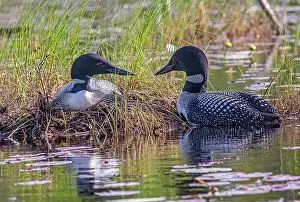 Michigan: COMMON LOON OR GREAT NORTHERN DIVER