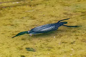 Michigan: COMMON LOON OR GREAT NORTHERN DIVER