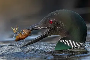 Peche: COMMON LOON OR GREAT NORTHERN DIVER