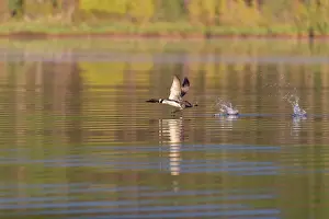 Michigan: COMMON LOON OR GREAT NORTHERN DIVER