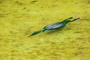Michigan: COMMON LOON OR GREAT NORTHERN DIVER