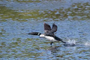 Michigan: COMMON LOON OR GREAT NORTHERN DIVER