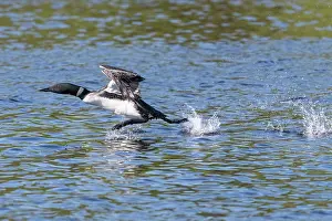 Michigan: COMMON LOON OR GREAT NORTHERN DIVER