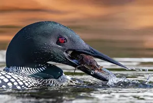Peche: COMMON LOON OR GREAT NORTHERN DIVER