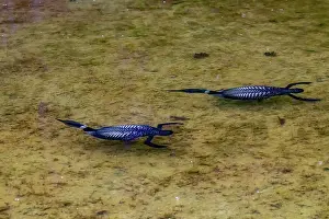 Michigan: COMMON LOON OR GREAT NORTHERN DIVER