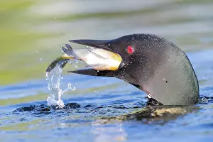 Michigan: COMMON LOON OR GREAT NORTHERN DIVER