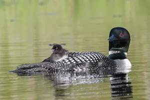 Michigan: COMMON LOON OR GREAT NORTHERN DIVER