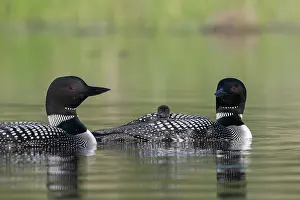 Michigan: COMMON LOON OR GREAT NORTHERN DIVER