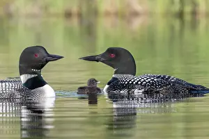 Michigan: COMMON LOON OR GREAT NORTHERN DIVER