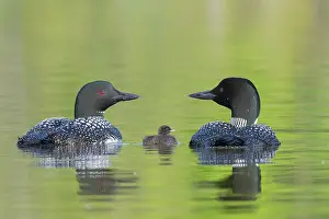 Michigan: COMMON LOON OR GREAT NORTHERN DIVER