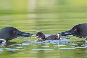Michigan: COMMON LOON OR GREAT NORTHERN DIVER