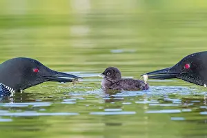 Michigan: COMMON LOON OR GREAT NORTHERN DIVER