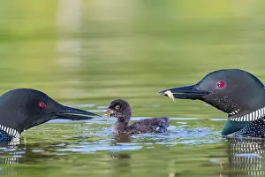 Michigan: COMMON LOON OR GREAT NORTHERN DIVER