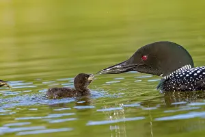 Michigan: COMMON LOON OR GREAT NORTHERN DIVER