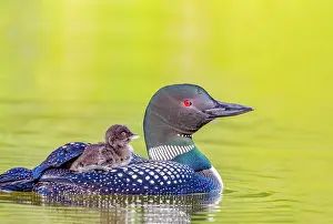 Michigan: COMMON LOON OR GREAT NORTHERN DIVER