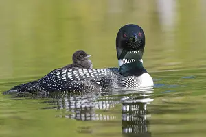 Michigan: COMMON LOON OR GREAT NORTHERN DIVER
