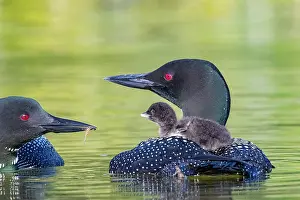 Michigan: COMMON LOON OR GREAT NORTHERN DIVER