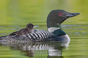 Michigan: COMMON LOON OR GREAT NORTHERN DIVER