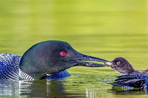 Michigan: COMMON LOON OR GREAT NORTHERN DIVER