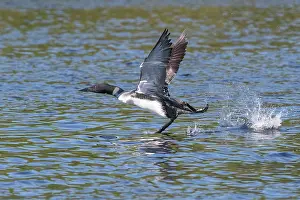 Michigan: COMMON LOON OR GREAT NORTHERN DIVER