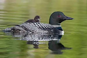 Michigan: COMMON LOON OR GREAT NORTHERN DIVER