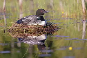 Michigan: COMMON LOON OR GREAT NORTHERN DIVER