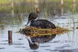 Michigan: COMMON LOON OR GREAT NORTHERN DIVER