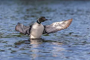 Michigan: COMMON LOON OR GREAT NORTHERN DIVER