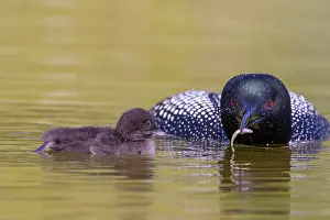 Michigan: COMMON LOON OR GREAT NORTHERN DIVER