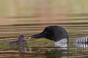 Michigan: COMMON LOON OR GREAT NORTHERN DIVER