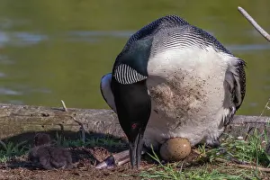 Michigan: COMMON LOON OR GREAT NORTHERN DIVER