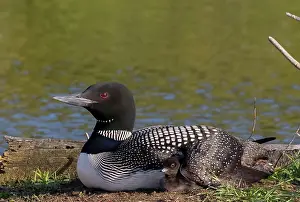 Michigan: COMMON LOON OR GREAT NORTHERN DIVER